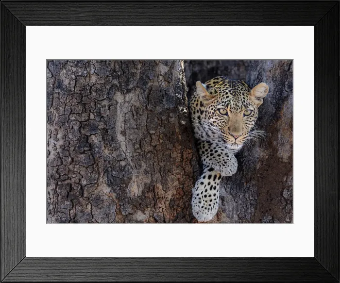 Framed Print : African leopard (Panthera pardus pardus) female in a tree Framed Print : African leopard (Panthera pardus pardus) female in a tree