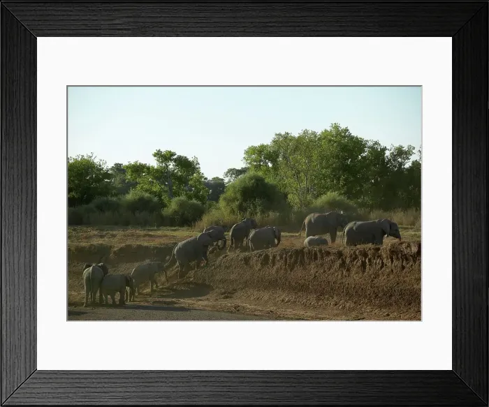 Framed Print : Elephant (Loxodonta africana) herd climbing the bank of the Majale River Framed Print : Elephant (Loxodonta africana) herd climbing the bank of the Majale River