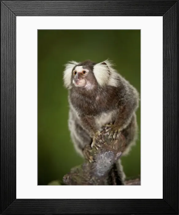 Framed Print : Close-up of a Cotton-Eared marmoset (Callithrix jacchus)
