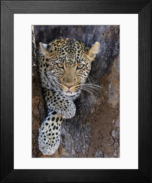 Framed Print : African leopard (Panthera pardus pardus) female in a tree