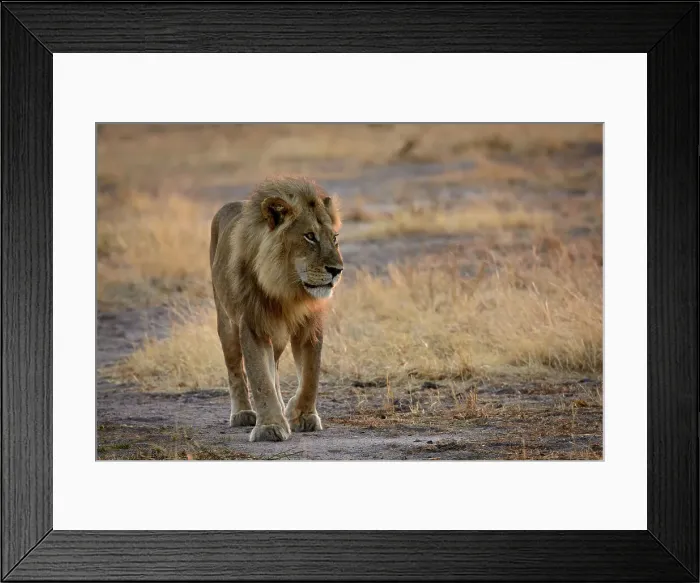Framed Print : Masai lion or East African lion (Panthera leo nubica syn)