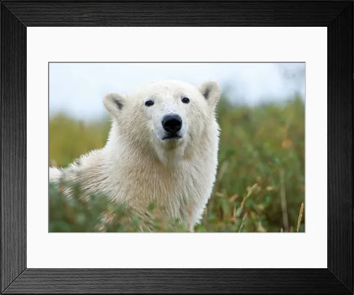 Framed Print : Polar bear (Ursus maritimus) in tundra vegetation Framed Print : Polar bear (Ursus maritimus) in tundra vegetation