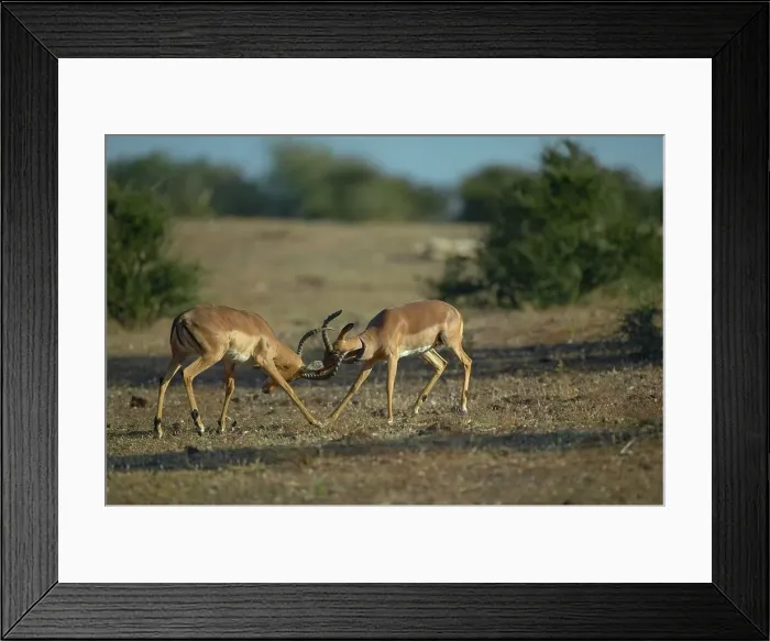 Framed Print : Impala (Aepyceros melampus melampus) fighting for dominance in the herd Framed Print : Impala (Aepyceros melampus melampus) fighting for dominance in the herd