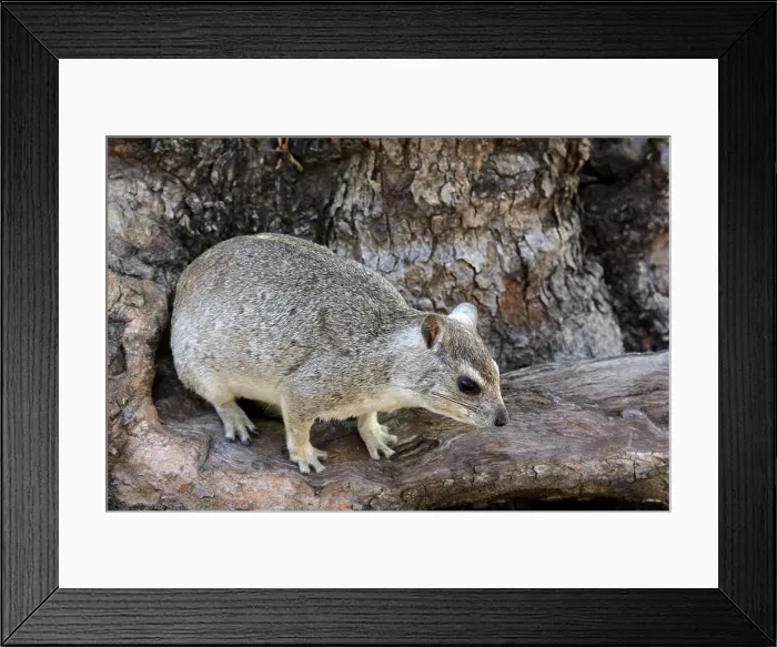 Framed Print : Bush Hyrax (dassie) (Heterohyrax brucei) Framed Print : Bush Hyrax (dassie) (Heterohyrax brucei)