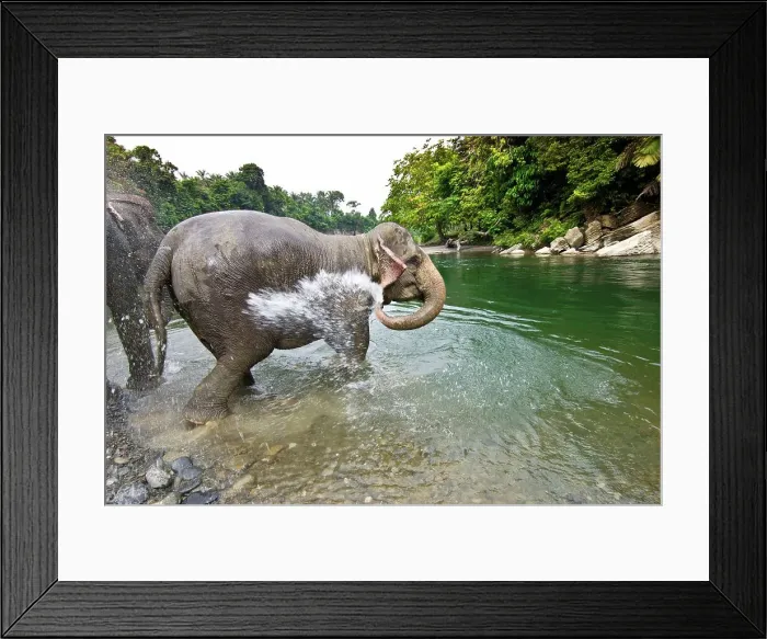Framed Print : Sumatran elephants (Elephas maximus sumatranus) bathing in a waterhole Framed Print : Sumatran elephants (Elephas maximus sumatranus) bathing in a waterhole
