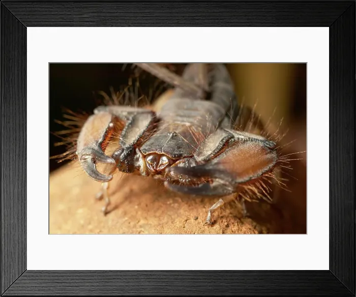 Framed Print : Rock Scorpion (Hodogenes sp). Northern Tuli Game Reserve