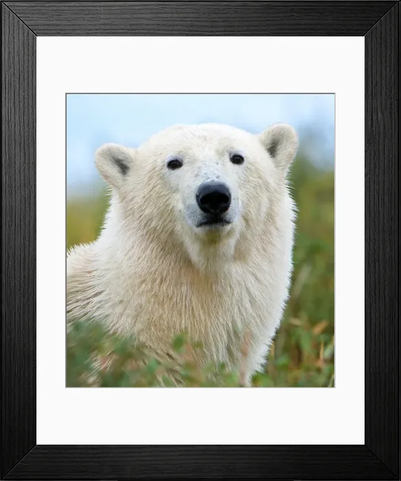 Framed Print : Polar bear (Ursus maritimus) in tundra vegetation Framed Print : Polar bear (Ursus maritimus) in tundra vegetation