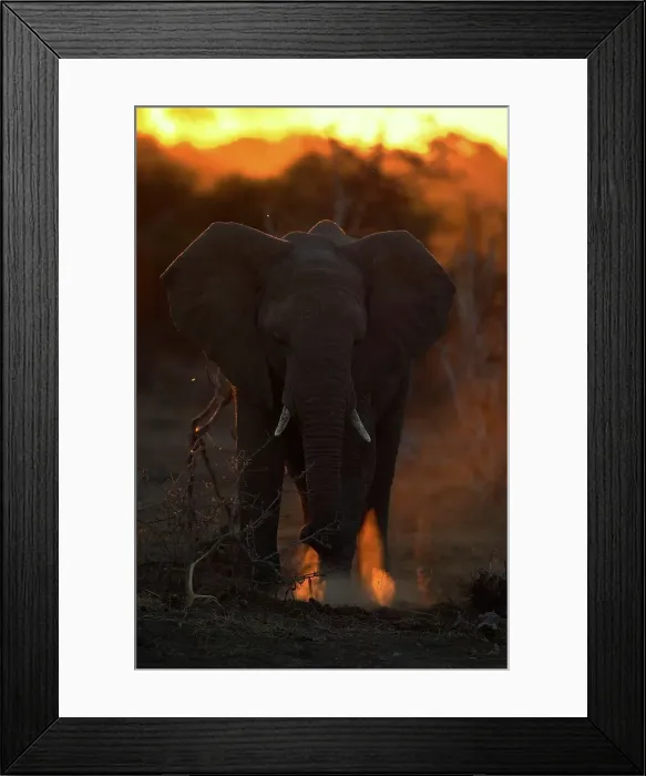 Framed Print : African Elephant (Loxodonta africana) digging in the sand Framed Print : African Elephant (Loxodonta africana) digging in the sand