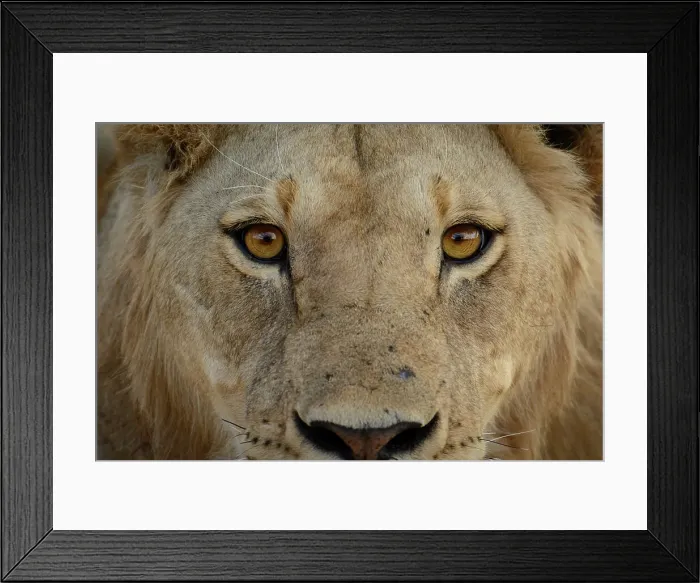 Framed Print : Masai lion or East African lion (Panthera leo nubica syn) Framed Print : Masai lion or East African lion (Panthera leo nubica syn)