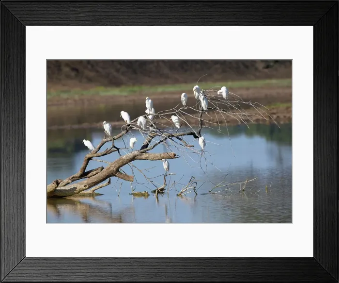 Framed Print : Cattle Egret (Bubulcus ibis) on dead tree Framed Print : Cattle Egret (Bubulcus ibis) on dead tree