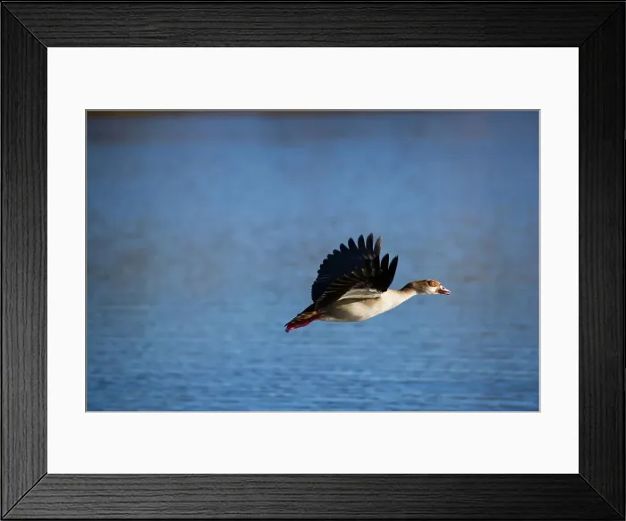 Framed Print : Egyptian Goose (Alopochen aegyptiacus) in flight