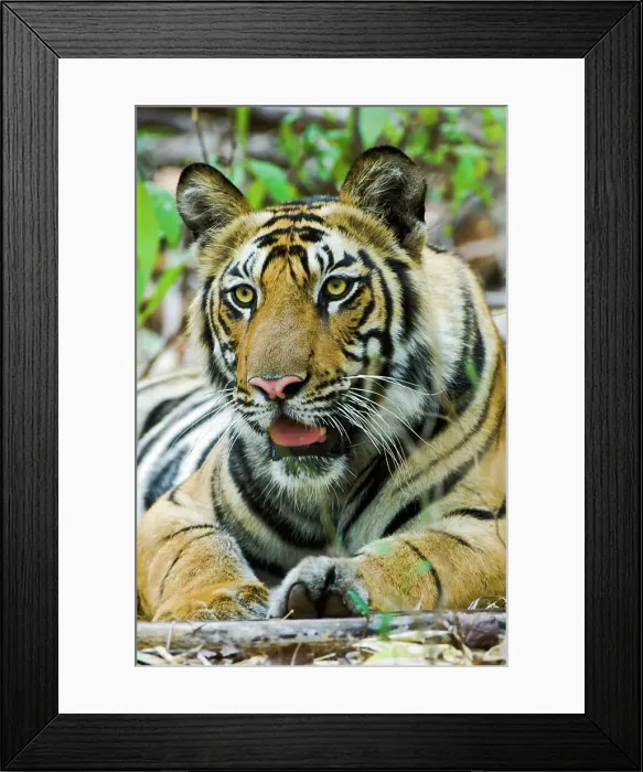 Framed Print : Young male Bengal tiger cub (Panthera tigris tigris) resting in a forest