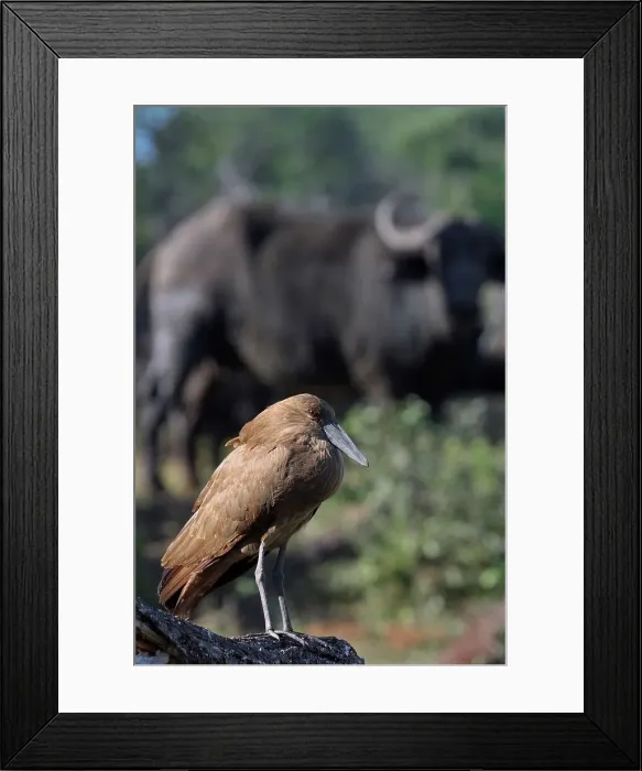 Framed Print : Hamerkop with buffao in background