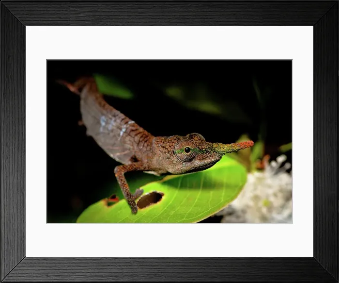 Framed Print : Close-up of a male Lance-Nosed chameleon (Calumma gallus) Framed Print : Close-up of a male Lance-Nosed chameleon (Calumma gallus)