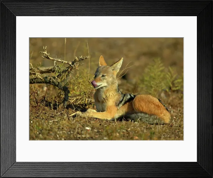 Framed Print : Blackbacked Jackal (Canis mesomelas) in veld licking it's nose Framed Print : Blackbacked Jackal (Canis mesomelas) in veld licking it's nose