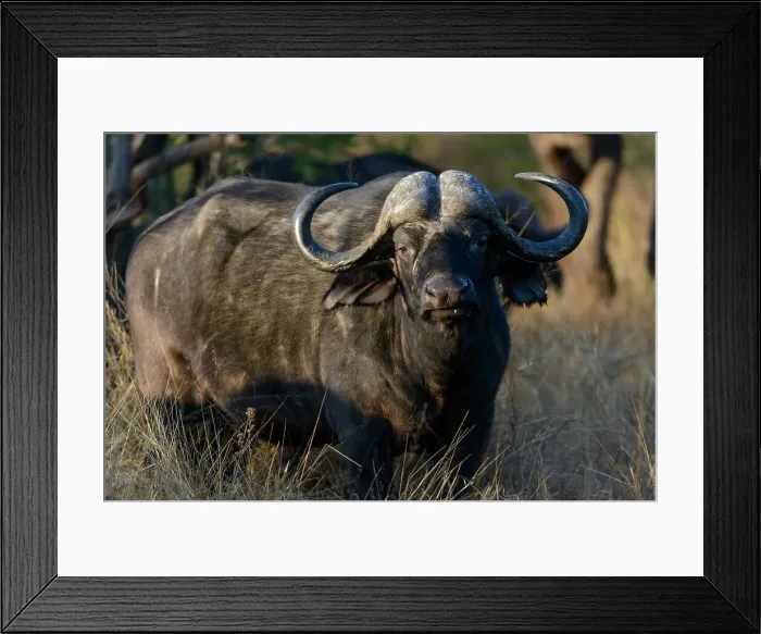 Framed Print : African buffalo, also know as Cape Buffalo (Syncerus caffer) Framed Print : African buffalo, also know as Cape Buffalo (Syncerus caffer)