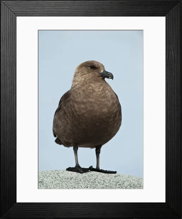 Framed Print : Close-up of a South Polar Skua (Stercorarius maccormicki)