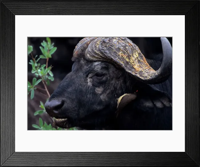 Framed Print : Buffalo with redbilled oxpecker on its cheek Framed Print : Buffalo with redbilled oxpecker on its cheek