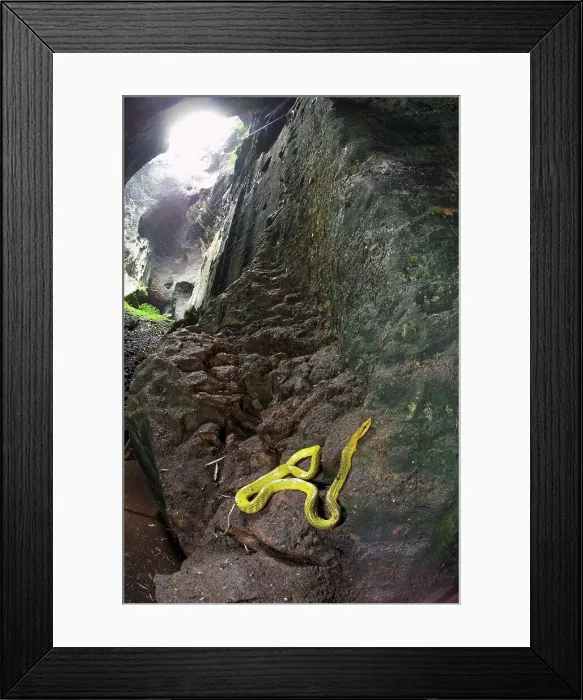 Framed Print : Grey-Tailed Racer (Gonyosoma oxycephalum) resting on rocks in Gomantong Caves Framed Print : Grey-Tailed Racer (Gonyosoma oxycephalum) resting on rocks in Gomantong Caves