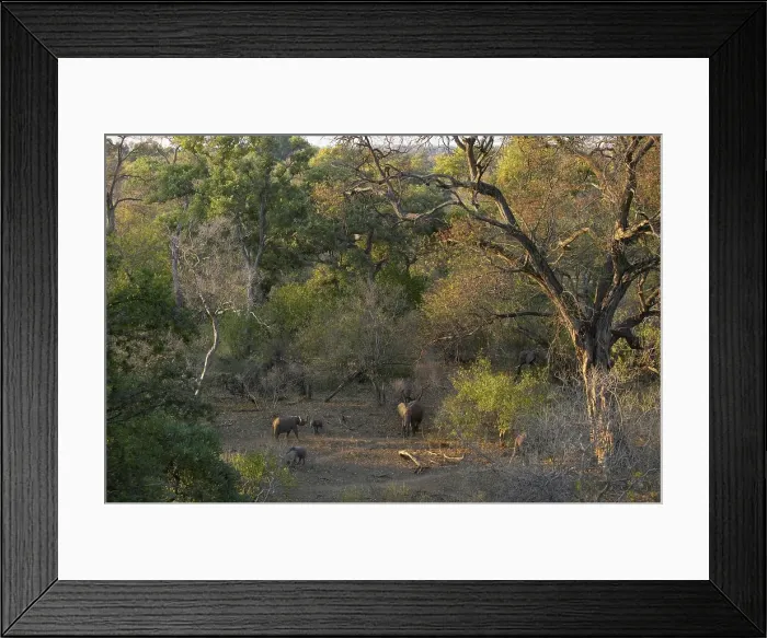 Framed Print : African Elephant (Loxodonta africana) herd in riverine bush