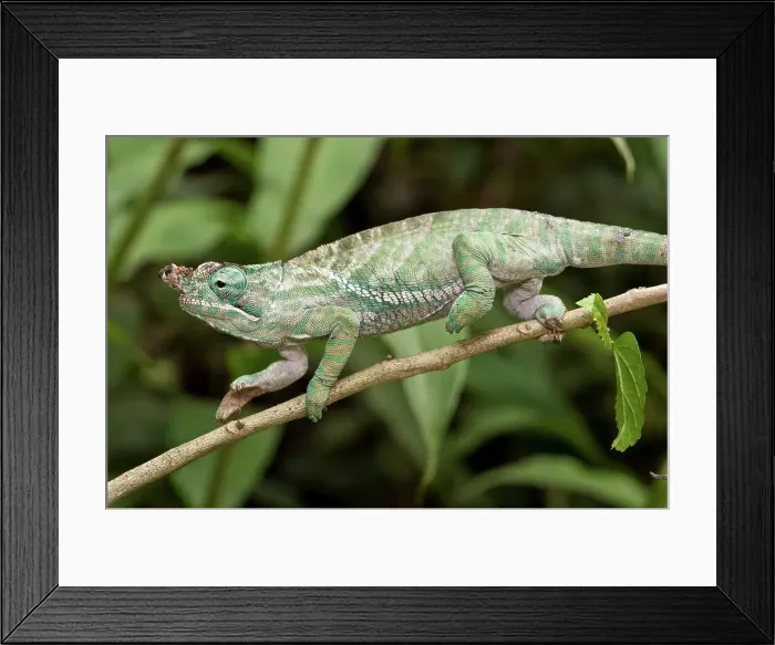 Framed Print : Male Belted chameleon (Furcifer balteatus) Framed Print : Male Belted chameleon (Furcifer balteatus)