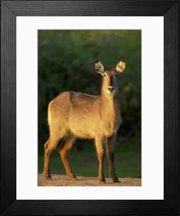 Framed Print : Waterbuck (Kobus ellipisiprymnus) in veld Framed Print : Waterbuck (Kobus ellipisiprymnus) in veld