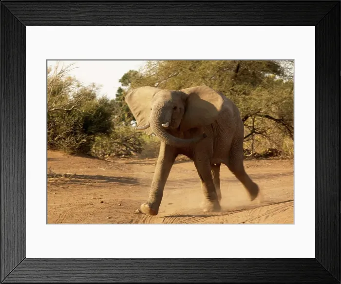 Framed Print : Elephants (Loxodonta africana) charging - showing aggression Framed Print : Elephants (Loxodonta africana) charging - showing aggression