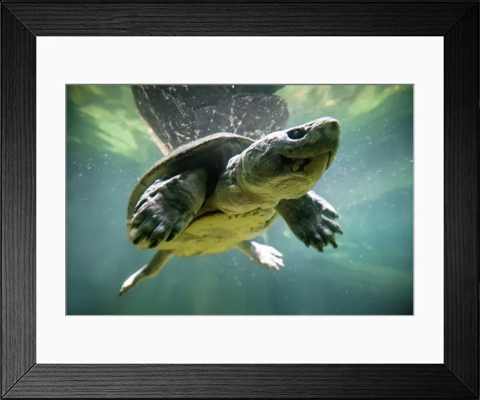 Framed Print : Malayan Giant River Terrapin (Orlitia borneensis) swimming underwater, Singapore Zoo, Singapore Framed Print : Malayan Giant River Terrapin (Orlitia borneensis) swimming underwater, Singapore Zoo, Singapore