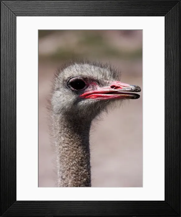 Framed Print : Ostrich (Struthio camelus). Cape Point Ostrich Farm Framed Print : Ostrich (Struthio camelus). Cape Point Ostrich Farm