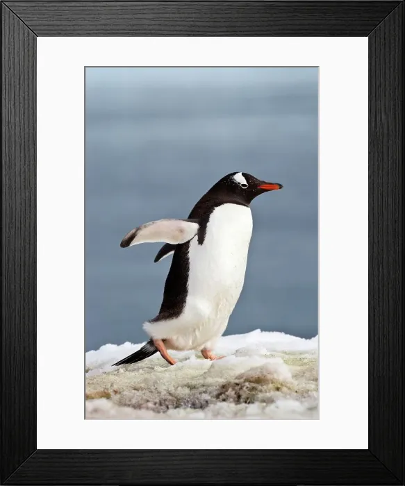 Framed Print : Gentoo penguin (Pygoscelis papua) in snow Framed Print : Gentoo penguin (Pygoscelis papua) in snow