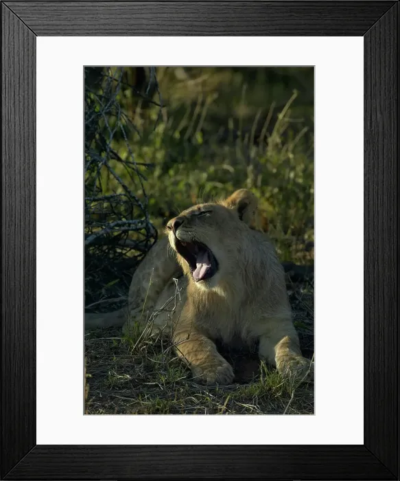 Framed Print : Lioness (Panthera leo) sub-adult yawning Framed Print : Lioness (Panthera leo) sub-adult yawning