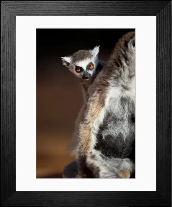 Framed Print : Infant Ring-Tailed lemur (Lemur catta) 6-8 weeks clinging to mother