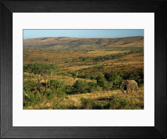 Framed Print : Elephant (Loxodonta africana). Hluhluwe Imfolozi Park Framed Print : Elephant (Loxodonta africana). Hluhluwe Imfolozi Park