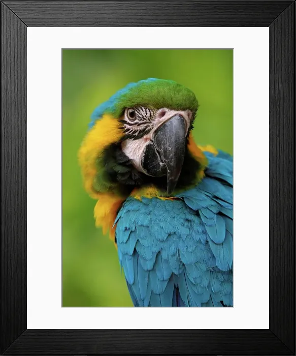 Framed Print : Blue and Gold Macaw. Umgeni Bird Park Framed Print : Blue and Gold Macaw. Umgeni Bird Park