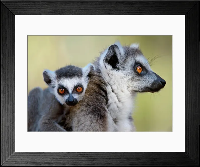 Framed Print : Young Ring-Tailed lemur (Lemur catta) on mother back, Isalo National Park, Madagascar Framed Print : Young Ring-Tailed lemur (Lemur catta) on mother back, Isalo National Park, Madagascar