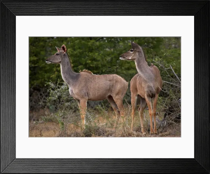 Framed Print : Kudu (Tragelaphus strepsiceros) female Framed Print : Kudu (Tragelaphus strepsiceros) female