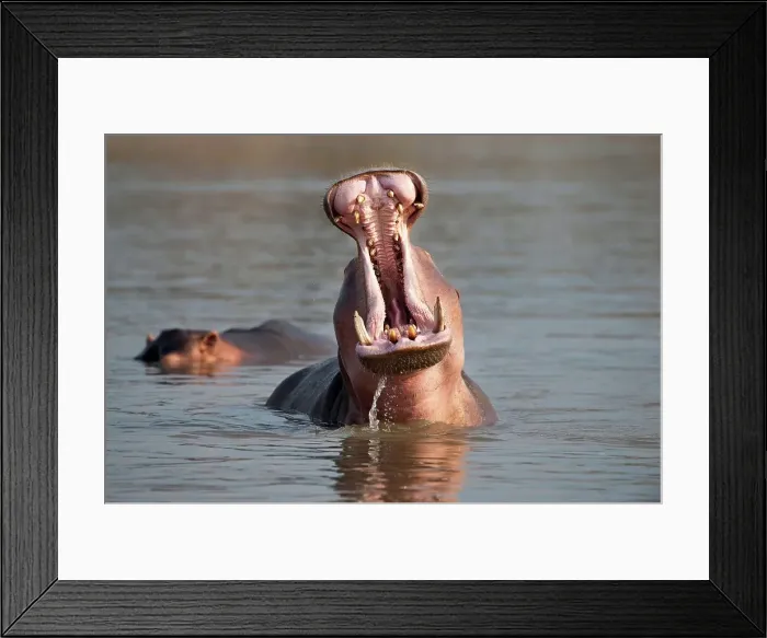 Framed Print : Adult male Hippopotamus (Hippopotamus amphibius) posturing in aggressive yawn behavior