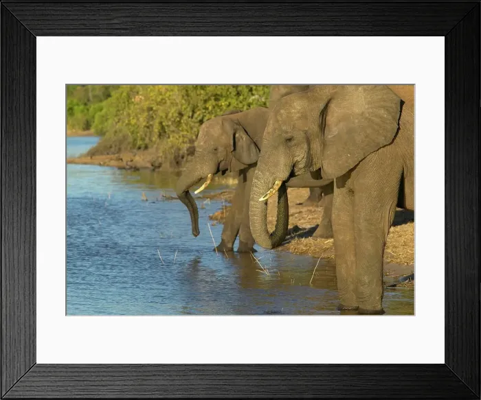 Framed Print : Elephants (Loxodonta Africana) drinking in Chobe River