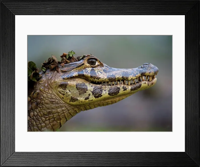 Framed Print : Yacare caiman (Caiman yacare) on the edge of the Piquiri River, Northern Pantanal, Brazil Framed Print : Yacare caiman (Caiman yacare) on the edge of the Piquiri River, Northern Pantanal, Brazil