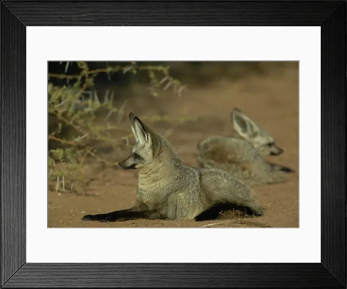 Framed Print : Bat-Eared Fox (Otocyon meaglotis) lying in veld Framed Print : Bat-Eared Fox (Otocyon meaglotis) lying in veld