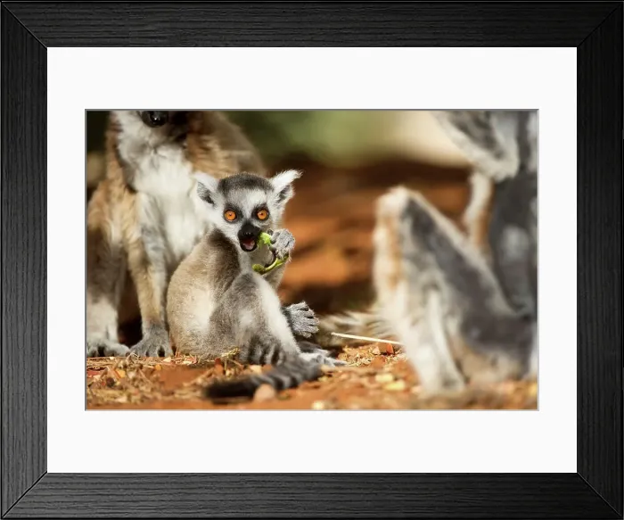Framed Print : Young Ring-Tailed lemur (Lemur catta) eating Framed Print : Young Ring-Tailed lemur (Lemur catta) eating