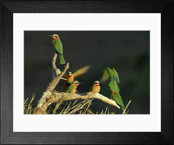 Framed Print : Whitefronted Bee-eater (Merops bullockoides) on branch Framed Print : Whitefronted Bee-eater (Merops bullockoides) on branch