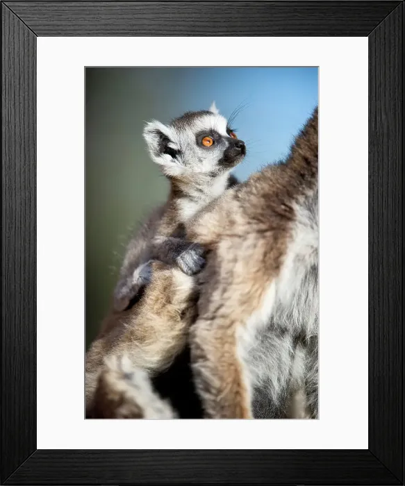 Framed Print : Infant Ring-Tailed lemur (Lemur catta) 6-8 weeks clinging to mother Framed Print : Infant Ring-Tailed lemur (Lemur catta) 6-8 weeks clinging to mother