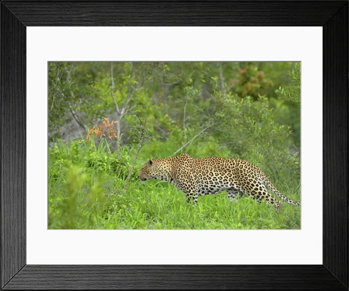 Framed Print : Leopard (Panthera pardus) stalking prey