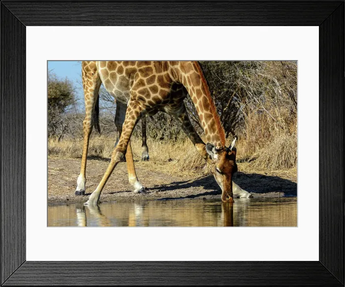 Framed Print : South African giraffe or Cape giraffe (Giraffa camelopardalis giraffa) drinking