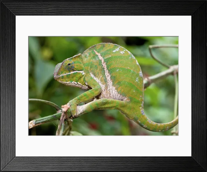 Framed Print : Female Belted chameleon (Furcifer balteatus), Ranomafana National Park, Madagascar Framed Print : Female Belted chameleon (Furcifer balteatus), Ranomafana National Park, Madagascar