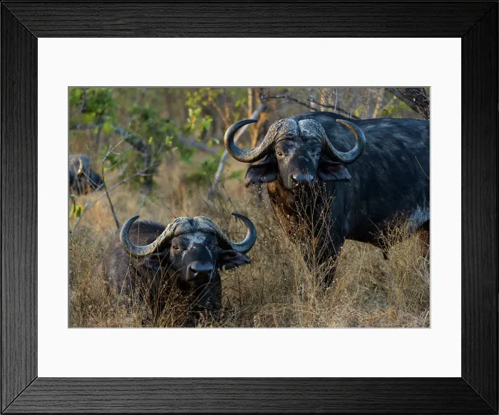 Framed Print : African buffalo, also know as Cape Buffalo (Syncerus caffer) Framed Print : African buffalo, also know as Cape Buffalo (Syncerus caffer)