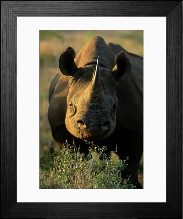 Framed Print : Black Rhino. Hluhluwe Umfolozi Park Framed Print : Black Rhino. Hluhluwe Umfolozi Park
