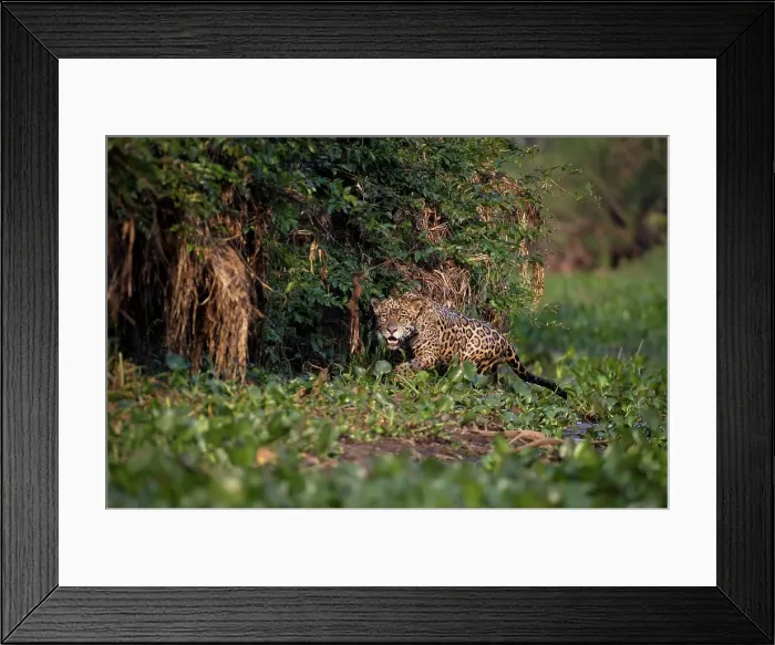 Framed Print : Male jaguar (Panthera onca palustris) emerging from Water Hyacinth (Eichhornia sp) Framed Print : Male jaguar (Panthera onca palustris) emerging from Water Hyacinth (Eichhornia sp)