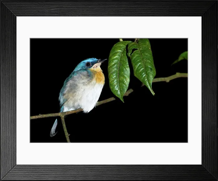 Framed Print : Bornean Blue flycatcher (Cyornis superbus) Framed Print : Bornean Blue flycatcher (Cyornis superbus)